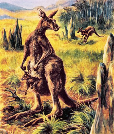 Känguru av English School