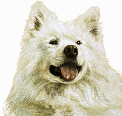 Keeshond av English School