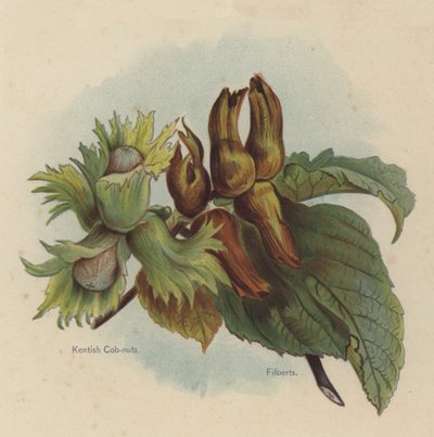 Kentish Cob-nötter, Filberts av English School