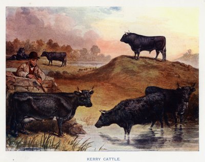 Kerry Cattle (färglitografi) av English School