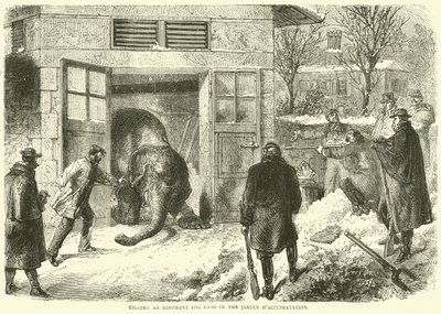 Döda en elefant för mat i Jardin d