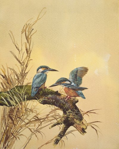 Kingfishers, ca 1890 (wc på papper) av English School