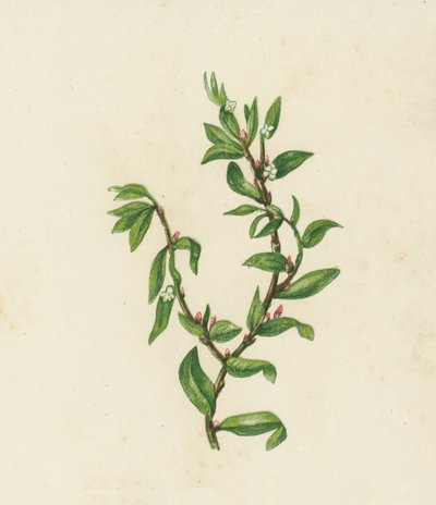 Knölgräs, Polygonum Aviculare (färglitografi) av English School