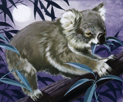 Koala i ett gummiträd av English School