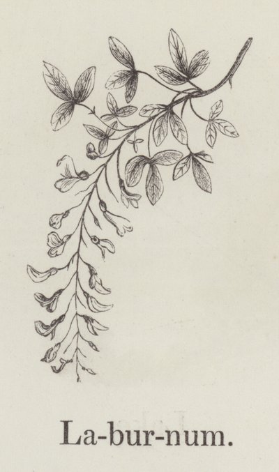 Laburnum (gravyr) av English School