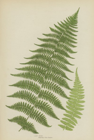 Lady Fern (färg litho) av English School