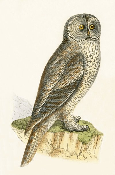 Lap Owl, illustration från "A History of the Birds of Europe Not Observed in the British Isles" av Charles Robert Bree (1811-86), publicerad 1867 av English School