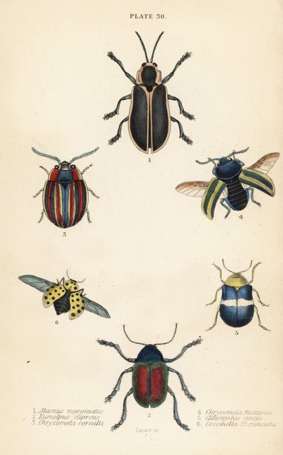 Bladbaggar: Alurnus marginatus 1, Eumolpus curpreus 2, Chrysolina cerealis 3, död nässelbladbagge, Chrysolina fastuosa 4 av English School