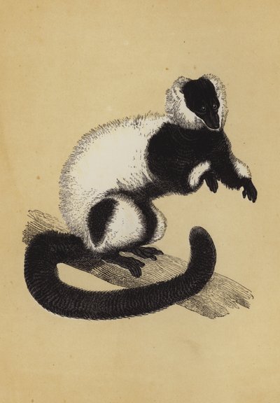 Lemur (färglitografi) av English School