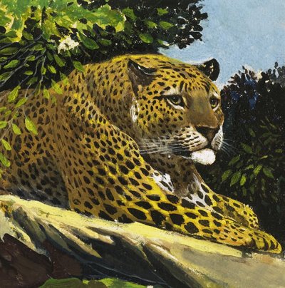 Leopard av English School