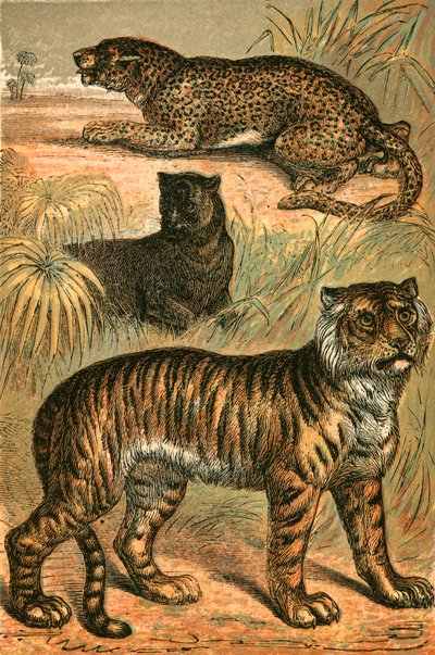 Leopard, Black Panther och Tiger av English School