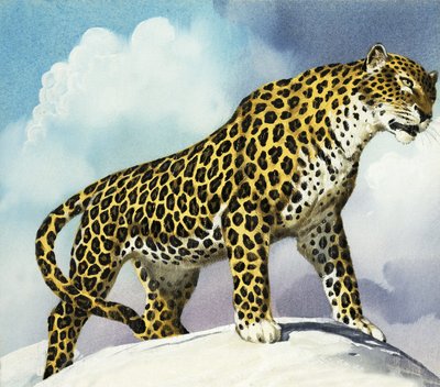 Leopard i snön av English School