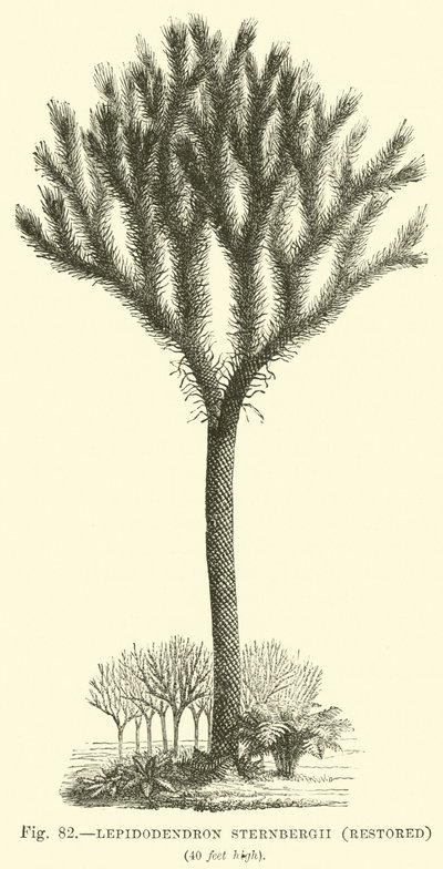 Lepidodendron Sternbergh, restaurerad av English School