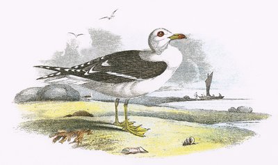 Lesser Black Backed Gull av English School