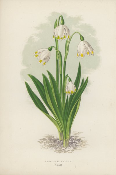 Leucojum Vernum (färg litho) av English School