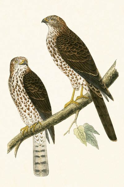Levant Sparrow Hawk, illustration från "A History of the Birds of Europe Not Observed in the British Isles" av Charles Robert Bree (1811-86), publicerad 1867. av English School