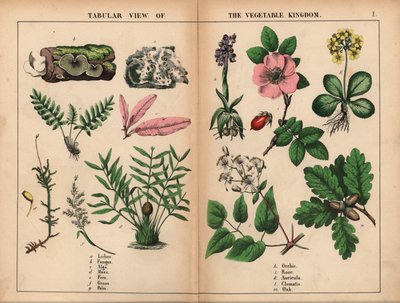 Lav, svamp, alger, mossa, ormbunke, gräs, palm, orkidé, ros, auricula, klematis och ek. , från "The Instructive Picture Book, or Lessons from the Vegetable World," [Charlotte Mary Yonge], Edinburgh av English School