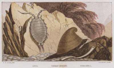 Ligia, Torbay Bonnet, Tusk-Shell (färglitografi) av English School
