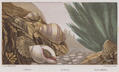 Limpet, Lila, Slit-Limpet (färg litho) av English School