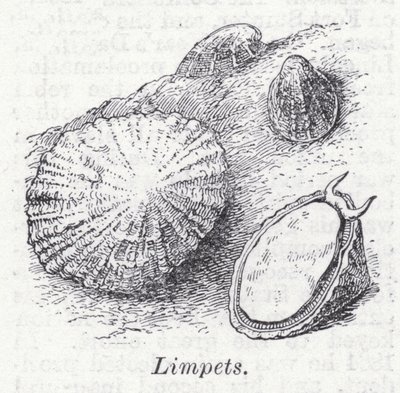 Libetz (sten) av English School