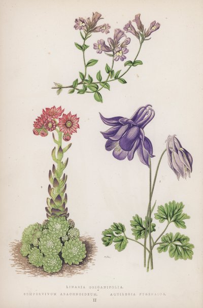 Linaria Origanifolia; Sempervivum Arachnoideum; Aquilegia Pyrenaica (färglitografi) av English School