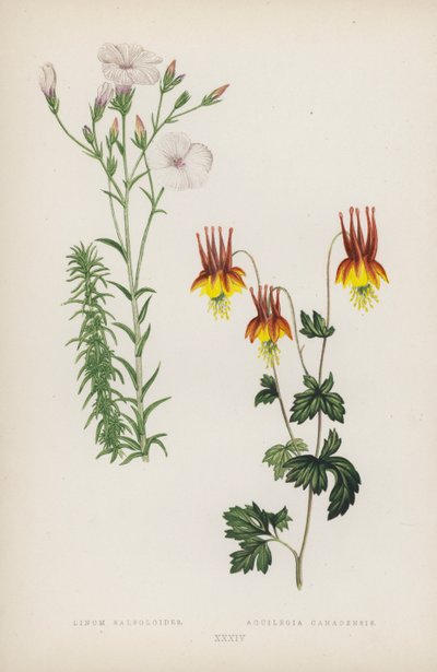 Linum Salsoloides; Aquilegia canadensis (färg litho) av English School
