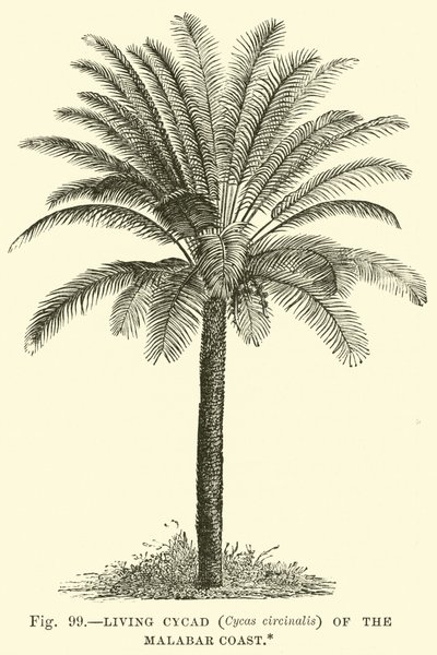 Levande Cycad (Cycas circinalis) på Malabarkusten av English School