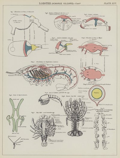 Hummer, Homarus Vulgaris (färg litho) av English School