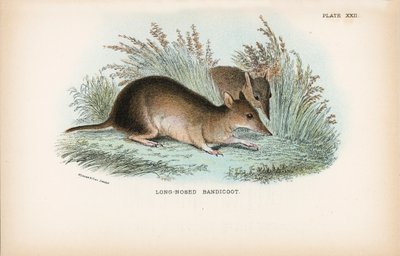 Långnäsad bandicoot av English School