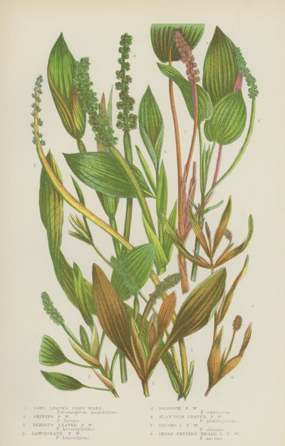 Long Leed Pond Weed, Shining Pond Weed, Diverse Leaved Pond Weed, Lanceolate Pond Weed … (färg litho) av English School