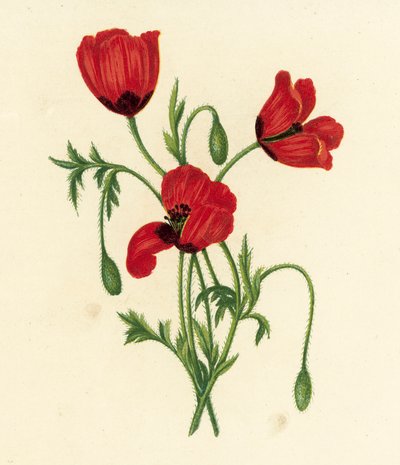 Lång taggig vallmo, Papaver Argemone (färglitografi) av English School