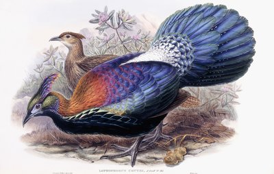 Lophophorus Lhuysii av English School