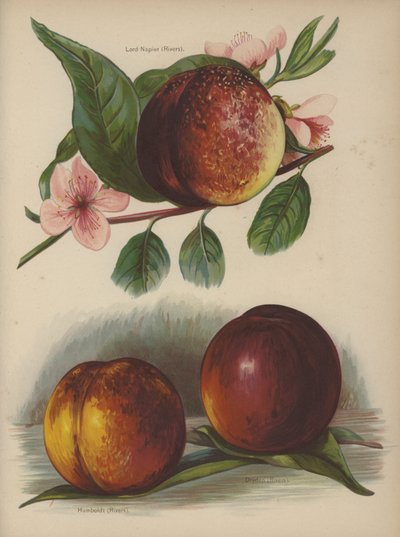 Lord Napier (floder), Humboldt (floder), Dryden (floder) av English School