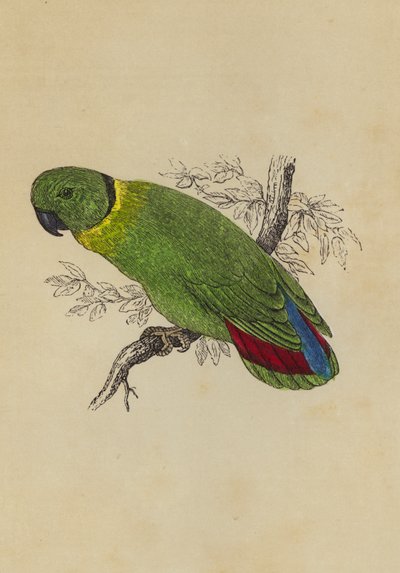 Love Bird (färg litho) av English School