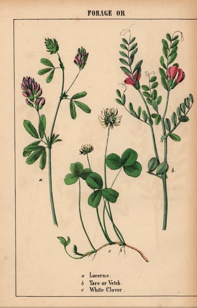 Lusern, tara eller vicker och vitklöver  , från "The Instructive Picturebook, or Lessons from the Vegetable World," [Charlotte Mary Yonge], Edinburgh av English School