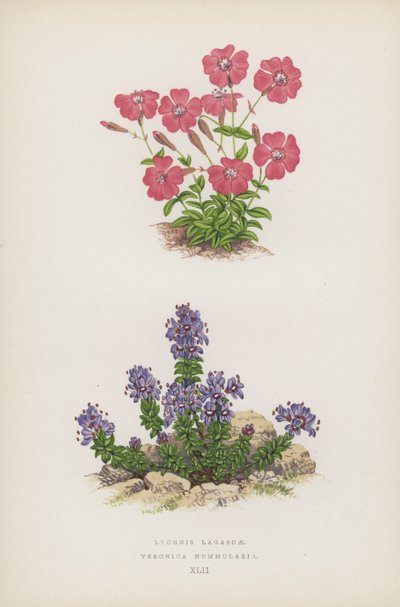 Lychnis Lagascae; Veronica Nummularia (färg litho) av English School