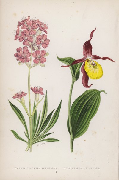 Lychnis Viscaria Splendens; toffelsko (färg litho) av English School