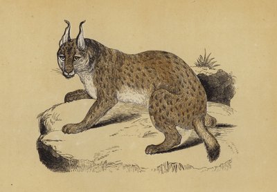Lodjur (färg litho) av English School