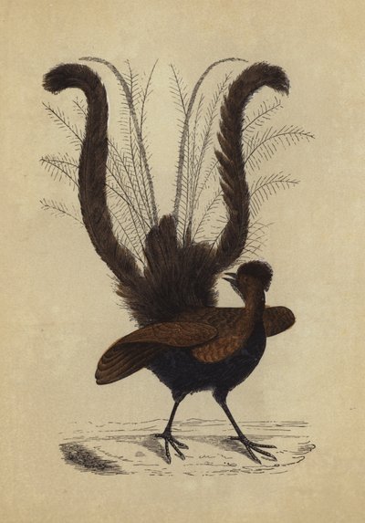 Lyre Bird (färglitografi) av English School