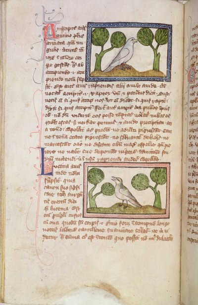 MS 379 f.22v Textsida med en vit hök och en näktergal, från en Bestiarium (pergament) av English School