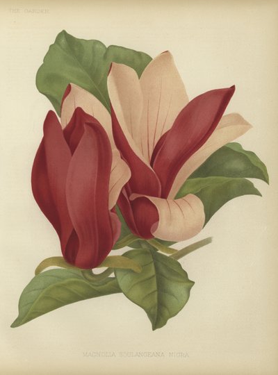 Magnolia soulangiana nigra av English School