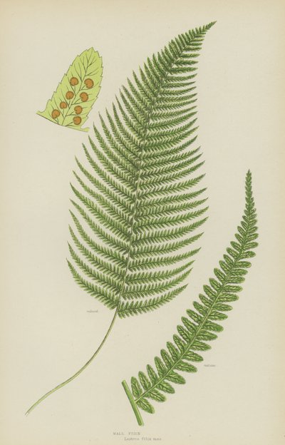 Hanormbunke (färg litho) av English School