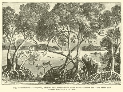 Mangrove (Rhizophora), som visar adventitious rötterna som stöder trädet efter att den ursprungliga roten har dött bort av English School