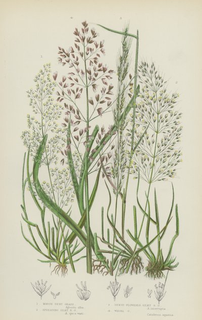 Sumpbentgräs, Spridande silkesbentgräs, Tätblommigt silkesbentgräs, Whorlgräs (färglitografi) av English School