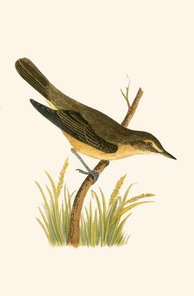 Sumpskallra, illustration från "A History of the Birds of Europe Not Observed in the British Isles" av Charles Robert Bree (1811-86), publicerad 1867. av English School