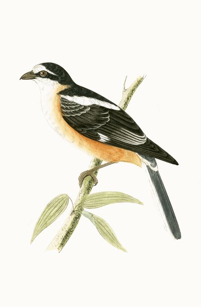 Masked Shrike, illustration fra 