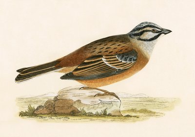 Meadow Bunting, illustration från "A History of the Birds of Europe Not Observed in the British Isles" av Charles Robert Bree (1811-86), publicerad 1867 av English School