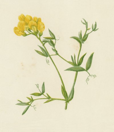 Ängsvetchling, Lathyrus Pratensis (färg litho) av English School