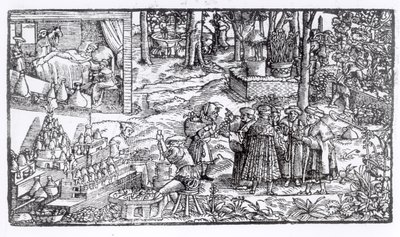 Medicinsk örtodling, 1531 av English School