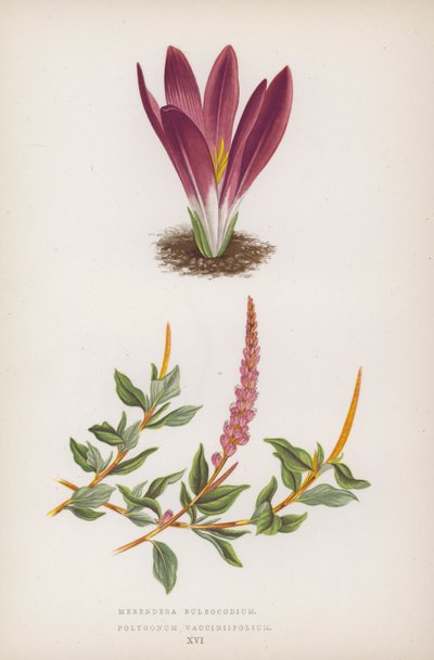 Merendera Bulbocodium; Polygonum Vaccinifolium (färglitografi) av English School